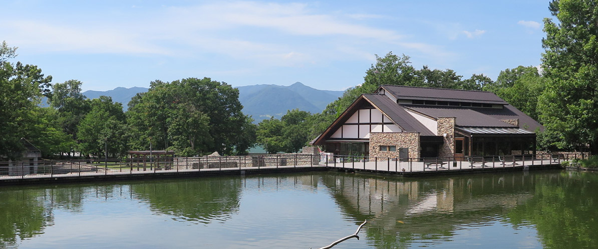 金川の森の風景写真