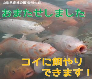 4 17 コイの餌やり再開 山梨県森林公園 金川の森